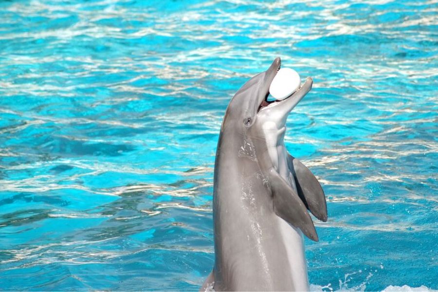 Dolphin Shows