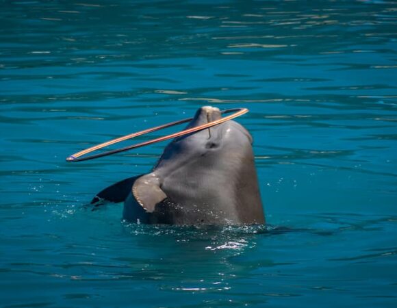 From Tricks to Tunes: Highlights of the Dubai Dolphin Show Performance