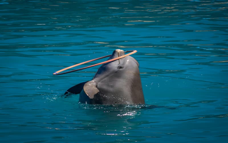 Highlights of the Dubai Dolphin Show Performance