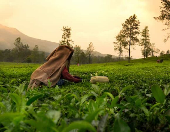 Best Attractions in Wayanad