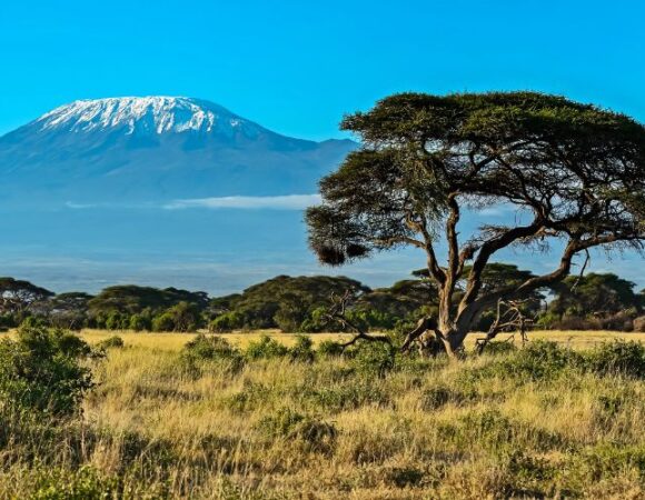 Best Time to Visit Kenya for a Memorable Safari Experience