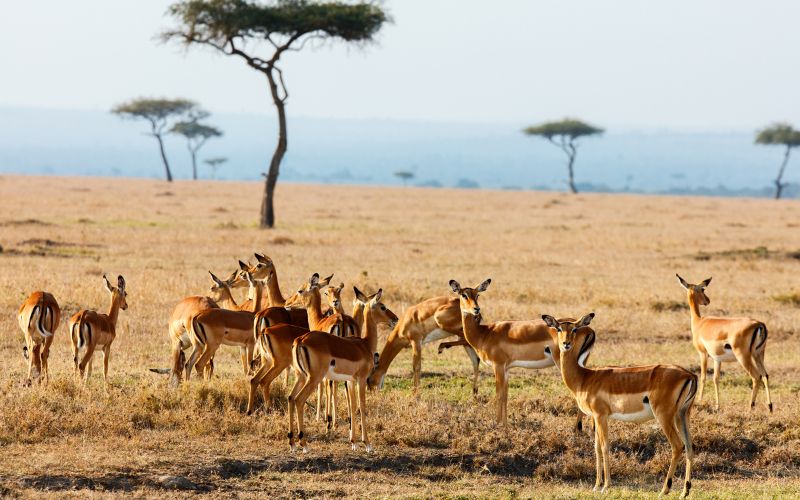 Best Time to Visit Kenya
