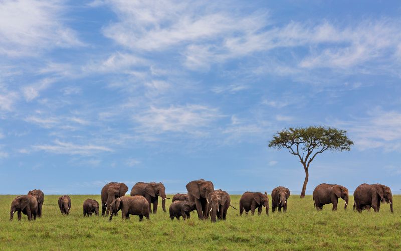 Best Time to Visit Kenya