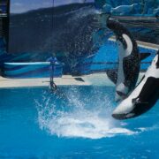 Reasons to Visit SeaWorld Abu Dhabi