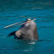 Photo Spots at the Dubai Dolphin Show